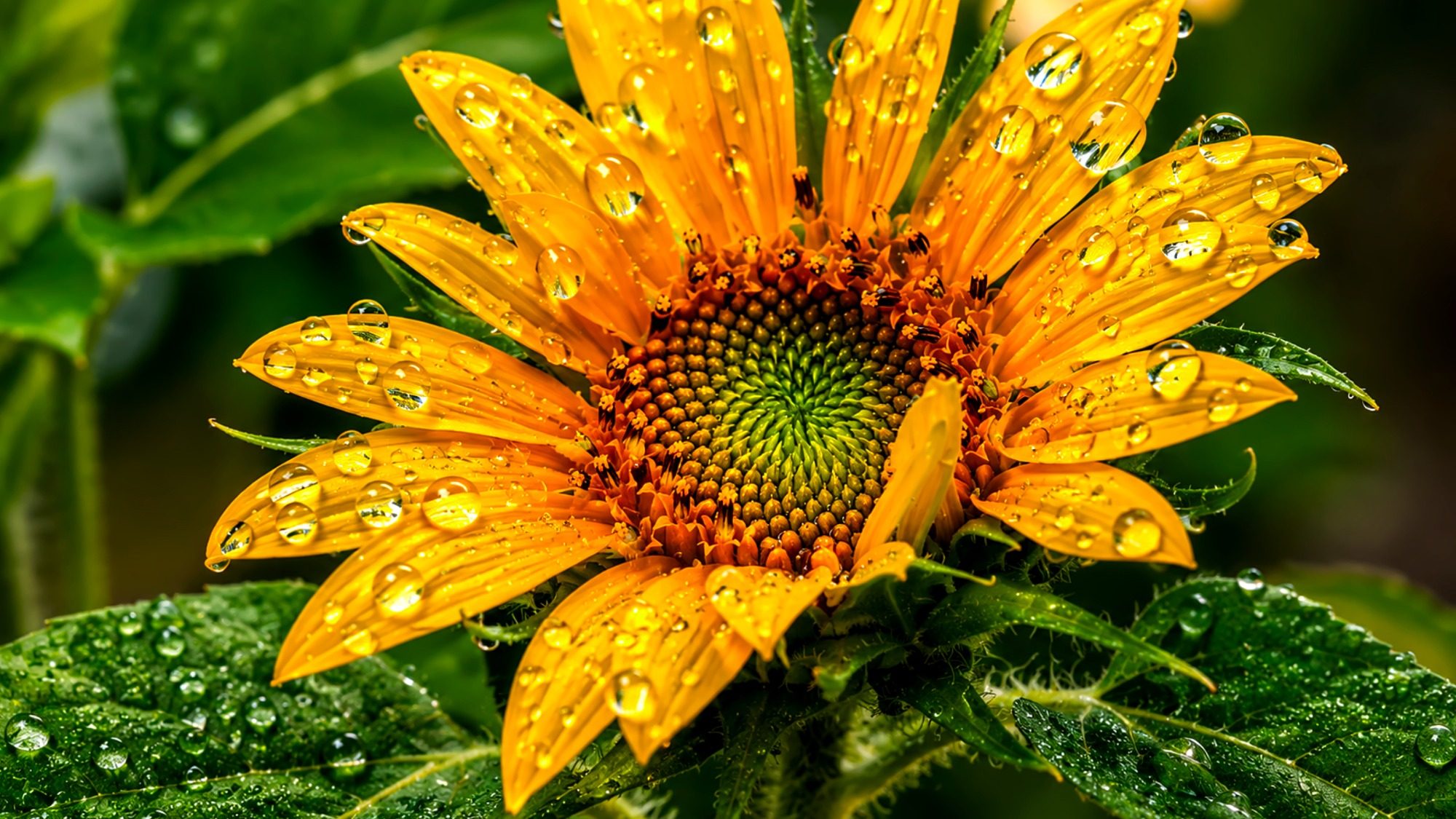 Girasol, fotografía de Agustín Espinosa